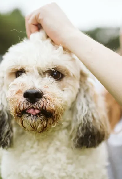 White dog with groomer